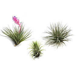 Plant in a Box Tillandsia mélange de plantes - Set de 3 - Plantes aériennes - Hauteur 5-15cm