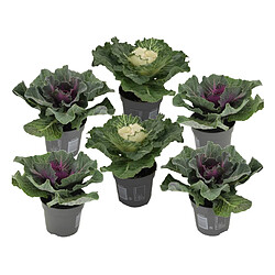 Plant in a Box Brassica oleracea - x6 - Chou Ornemental - Pot de 10.5 cm - Hauteur de 10-20cm