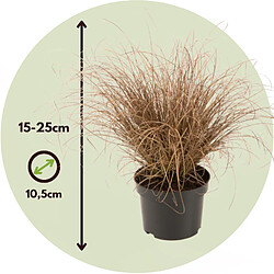 Plant in a Box Paquet de graminées ornementales - set de 6 - Pot 10,5cm - Hauteur 15-25cm