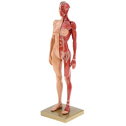 Figure d'anatomie humaine