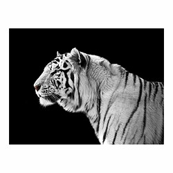 Paris Prix Papier Peint Tigre Blanc 270 x 350 cm