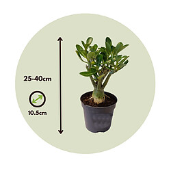 Plant in a Box Adenium Obesum - Rosier du désert fleuri - Pot 10,5cm - Hauteur 25-40cm