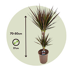 Plant in a Box Dracaena Marginata Magenta - Dracaena Magenta - Pot de 17cm - Hauteur 70-80cm