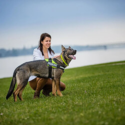 Equipement de transport pour chien