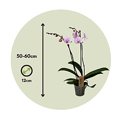 Plant in a Box Phalaenopsis - Orchidée rose - Pot 12cm - Hauteur 50-60cm