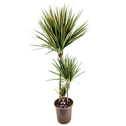 Plant in a Box Dracaena marginata Bicolor - Dragonnier marginé - Pot 24cm - Hauteur 110-130cm