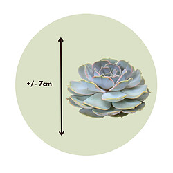 Plant in a Box Echeveria DIY Mix 5 - cinq plantes succulentes à des fins décoratives - 7 cm