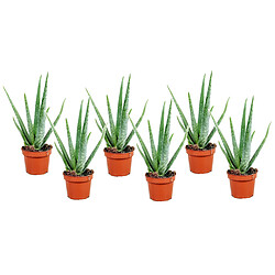 Plant in a Box Aloe Vera - Set de 6 - Succulentes - 10,5cm - Hauteur 25-40cm 