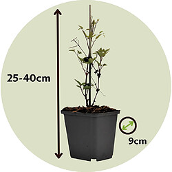 Plant in a Box Clematis Taiga - Set de 2 - Plantes grimpantes - Pot 9cm - Hauteur 25-40cm