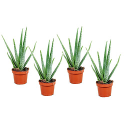 Plant in a Box Aloe Vera - Set de 4 - Succulentes - 10,5cm - Hauteur 25-40cm