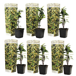 Plant in a Box Jasmin de Toscane - Set de 6 - Jaune - Pot 9cm - Hauteur 25-40cm