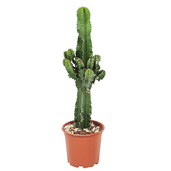 Plant in a Box Euphorbia Ingens - Cowboy Cactus - Pot 17cm - Hauteur 50-60cm