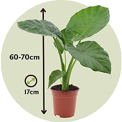 Plant in a Box Alocasia Macrorrhiza - 'Oreille d'éléphant' - Pot 17cm - Hauteur 60-70cm