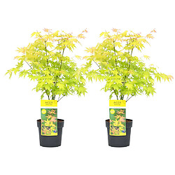 Plant in a Box Acer 'Orange Dream' - Set de 2 - Erable Japonais - Pot 19cm - Hauteur 60-70cm