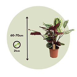 Plant in a Box Calathea Marion - Plante tropicale - Pot 21cm - Hauteur 60-70cm