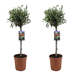 Plant in a Box Olea Europaea - Olivier sur tige - Set de 2 - Pot 19cm - Hauteur 80-90cm