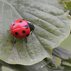 Réel réaliste pot cintres réfrigérateur aimant coloré décor de jardin coccinelle