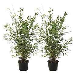 Plant in a Box Fargesia Gansu - Set de 2 - Bambou non invasif - Pot 17cm - Hauteur 50-70cm