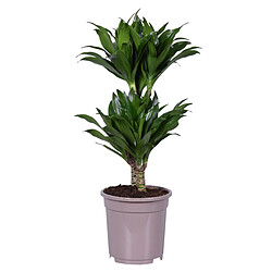 Plant in a Box Dracaena deremensis 'Compacta' - Plante d'intérieur - 17 cm - Hauteur 60-70cm