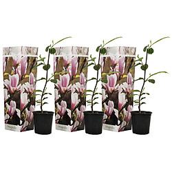 Plant in a Box Magnolia Soulangea - Set de 3 - Fleurs roses - Pot 9cm - Hauteur 25-40cm 