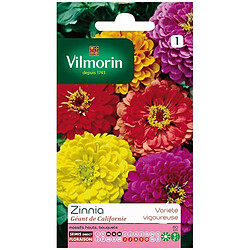 Vilmorin Sachet graines Zinnia Géant de Californie