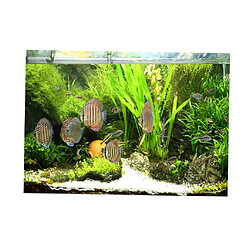 Décoration aquarium