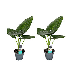 Plant in a Box Alocasia Odora - Set de 2 - Oreille d'éléphant - Pot 17cm - Hauteur 55-75cm