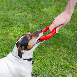 Jouet pour chien