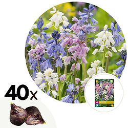 Plant in a Box Hyacinthoides Hispanica Mix - Bulbos x40 - Campanilla Española Mix