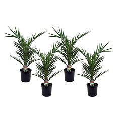 Plant in a Box Phoenix Canariensis - Hauteur 50-60cm - Set de 4 - Palmier Resistant - Pot 15cm