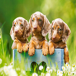 Puzzle 500 pieces Puppies adorle dachshunds