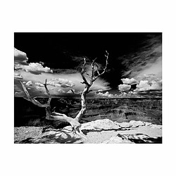 Paris Prix Papier Peint Arbre au Grand Canyon, Arizona 154 x 200 cm