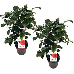 Plant in a Box Camellia japonica 'Lady Campbell' - Set de 2 - Rose - Pot 15cm - Hauteur 50-60cm