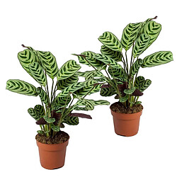 Plant in a Box Ctenanthe 'Maranta' - Set de 2 - Burle-marxii - 12cm - Hauteur 25-40cm 