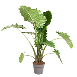 Plant in a Box Alocasia 'Portodora' - XXL - Pot 32cm - Hauteur 110-120cm 