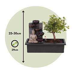 Plant in a Box Bonsaï avec système d'eau - Bouddha - Hauteur 25-35cm