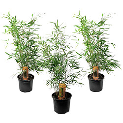 Plant in a Box Fargesia Rufa - Set de 3 - Bambou non poussant - Pot 13cm - Hauteur 25-40cm