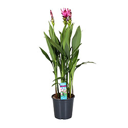 Plant in a Box XL Curcuma Alismatifolia Siam Supreme - Pot 19cm - Hauteur 80-100cm