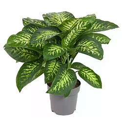 Plant in a Box Dieffenbachia 'Tropic' - Plante d'intérieur - 24cm - Hauteur 70-80cm 