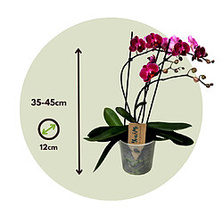 Plant in a Box Phalaenopsis Multiflora - Orchidée Pourpre - Pot 12cm - Hauteur 35-45cm