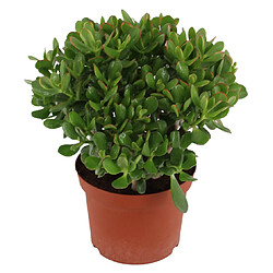 Plant in a Box Crassula ovata 'Minor' L - Plante d'intérieur - Succulente - 23cm - H45-50cm