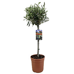 Plant in a Box Olea Europaea - olivier rustique sur tige - Pot 19cm - Hauteur 80-90cm