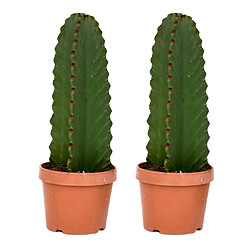 Plant in a Box Euphorbia Ingens 'cactus cowboy' - Lot de 2 - cactus - ø18cm - hauteur 40-50cm