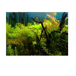 Décoration aquarium