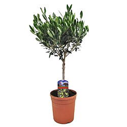 Plant in a Box Olea Europaea - Olivier rustique sur tige - Pot 17cm - Hauteur 60-70cm