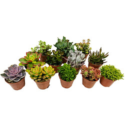 Plant in a Box Succulentes - Mélange de 12 - Pot 5,5cm - Hauteur 5-10cm