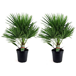 Plant in a Box Chamaerops Humilis - Set de 2 - Palmier - Pot 21cm - Hauteur 70-80cm