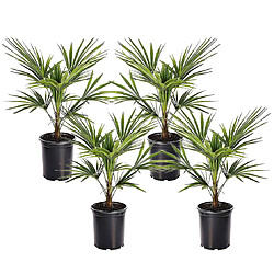 Plant in a Box Trachycarpus Fortunei - Set de 4 - Palmier éventail - Pot 15cm - Hauteur 35-45cm