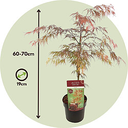 Plant in a Box Acer palmatum 'Garnet' - Érable japonais - Pot 19cm - Hauteur 60-70cm