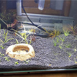 Avis Substrat D'aquarium Planté Naturel Graines D'herbe D'aquarium Boue Grain Fin